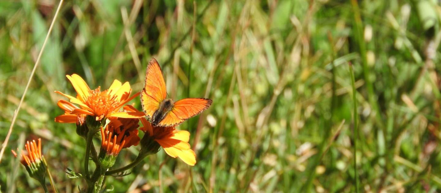 Fiore