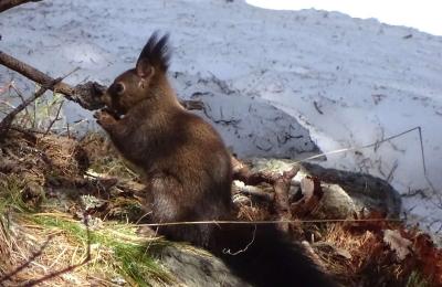 Eichhörnchen