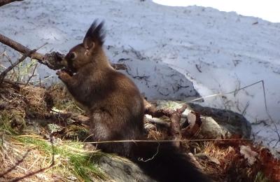 Eichhörnchen