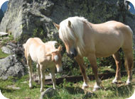 wanderurlaub martell, urlaub martell, wandern s�dtirol, wanderurlaub nationalpark, wanderurlaub latsch