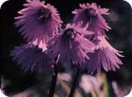 gasthof edelweiss, gasthof nationalpark, wanderurlaub martell, wandern s�dtirol